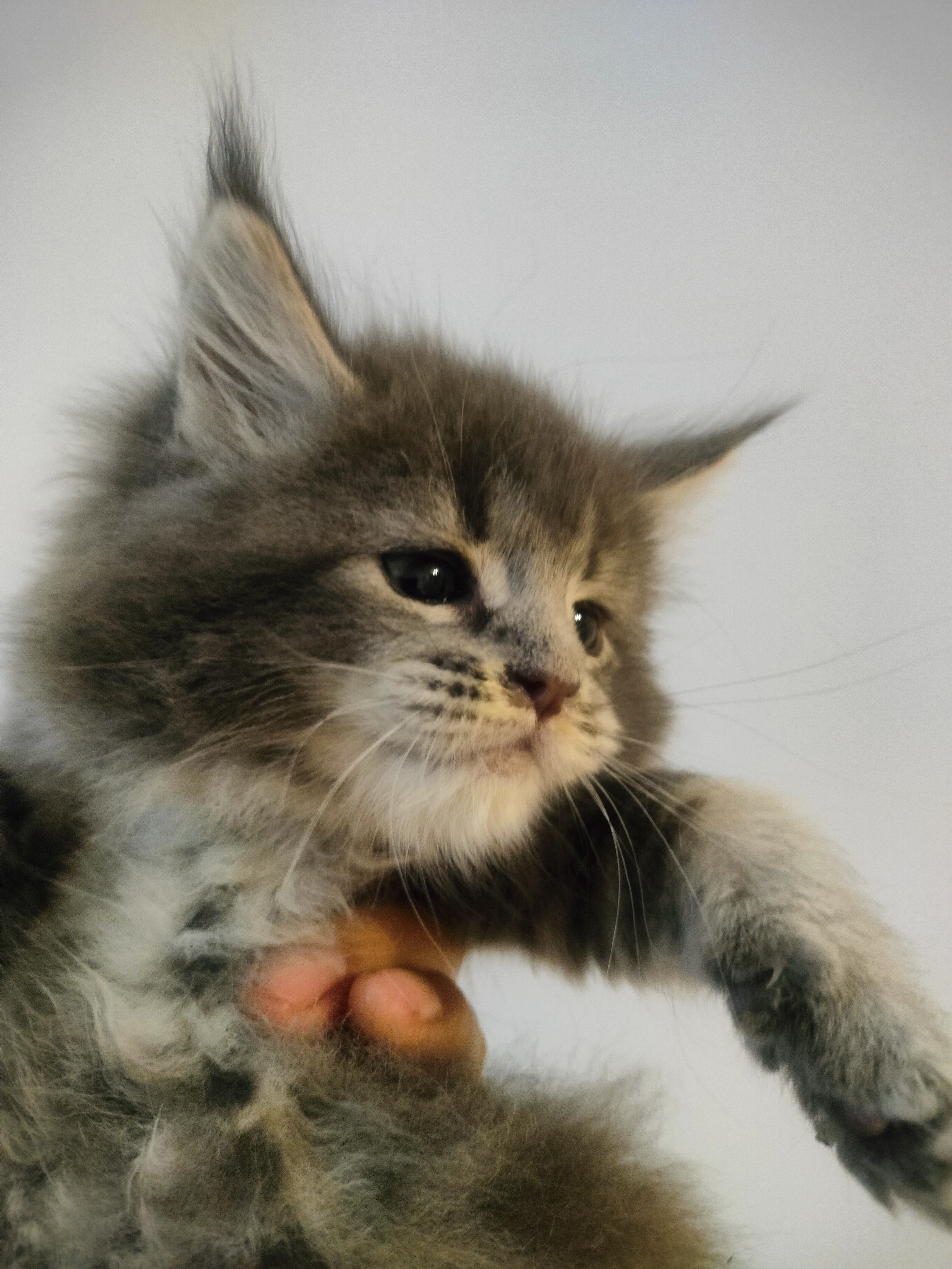 缅因大刷子猞猁毛繁育级种猫